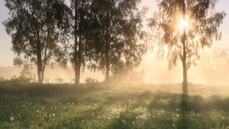 Miks on mesinikule tähtis teada, millistelt taimedelt tema mesi pärineb?