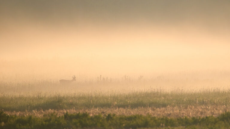 Milline on kvaliteetne mesi